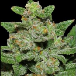 AUTO OG KUSH* ORIGINAL SENSIBLE SEED 1 SEME FEM