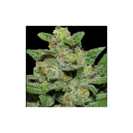 AUTO OG KUSH* ORIGINAL SENSIBLE SEED 1 SEME FEM