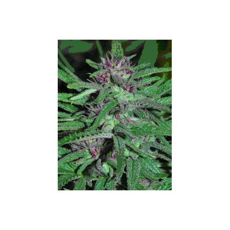 PANAMA * CANNABIOGEN 1 SEME FEM