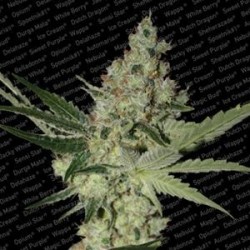 ACID * PARADISE SEEDS FEMINIZED 10 SEMI 