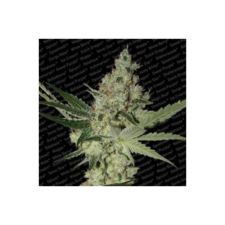 ACID * PARADISE SEEDS FEMINIZED 10 SEMI 