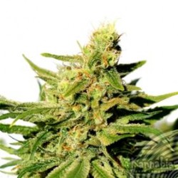 BCN DIESEL CBD * KANNABIA SEEDS 1 SEME FEM 