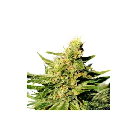 BCN DIESEL CBD * KANNABIA SEEDS 1 SEME FEM 