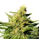 BCN DIESEL CBD * KANNABIA SEEDS 3 SEMI FEM 