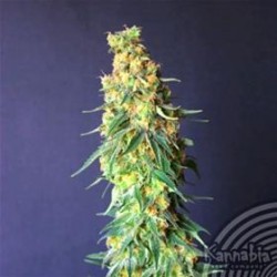 WHITE DOMINA CBD * KANNABIA SEEDS 3 SEMI FEM 