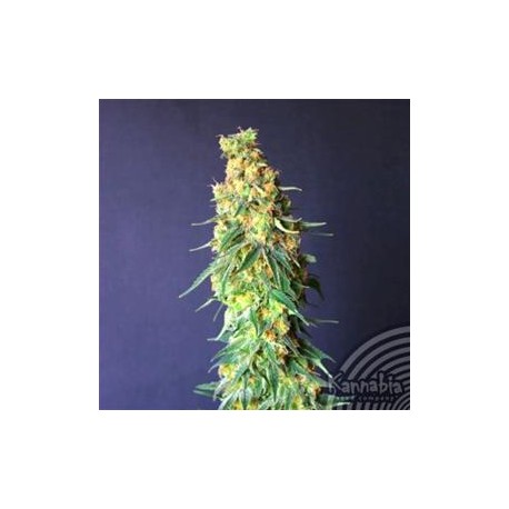 WHITE DOMINA CBD * KANNABIA SEEDS 3 SEMI FEM 