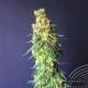 WHITE DOMINA CBD * KANNABIA SEEDS 5 SEMI FEM 