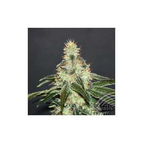 MATARO BLU CBD * KANNABIA SEEDS 5 SEMI FEM 