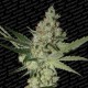 ACID * PARADISE SEEDS FEMINIZED 5 SEMI 