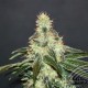 MATARO BLU CBD * KANNABIA SEEDS 10 SEMI FEM 