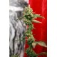 GUAYAKA * REGGAE SEEDS 7 SEMI REG