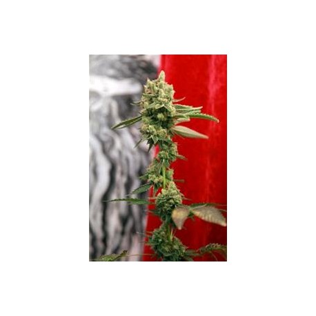 GUAYAKA * REGGAE SEEDS 7 SEMI REG