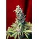 BLACKDANCE * REGGAE SEEDS 3 SEMI FEM