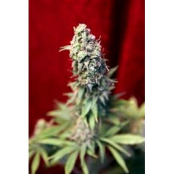 BLACKDANCE * REGGAE SEEDS 3 SEMI FEM