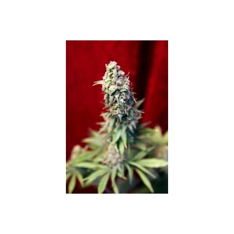 BLACKDANCE * REGGAE SEEDS 3 SEMI FEM