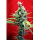 SRA. AMPARO * REGGAE SEEDS 3 SEMI FEM