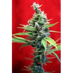 SRA. AMPARO * REGGAE SEEDS 3 SEMI FEM