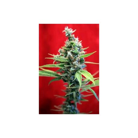 SRA. AMPARO * REGGAE SEEDS 3 SEMI FEM