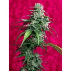 JUANITA LA LAGRIMOSA * REGGAE SEEDS 3 SEMI FEM