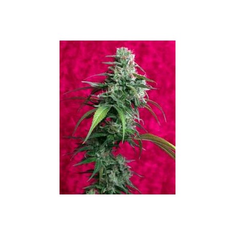 JUANITA LA LAGRIMOSA * REGGAE SEEDS 3 SEMI FEM