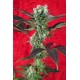 KALIJAH * REGGAE SEEDS 7 SEMI REG