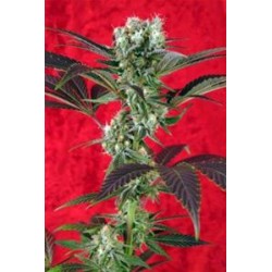 KALIJAH * REGGAE SEEDS 7 SEMI REG