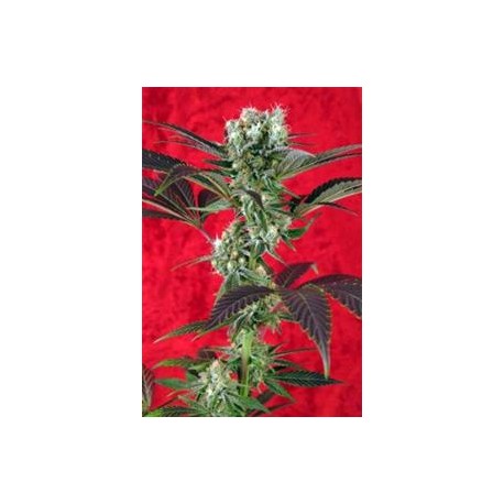 KALIJAH * REGGAE SEEDS 7 SEMI REG