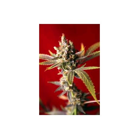 DUB * REGGAE SEEDS 7 SEMI REG