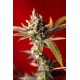 DUB * REGGAE SEEDS 15 SEMI REG