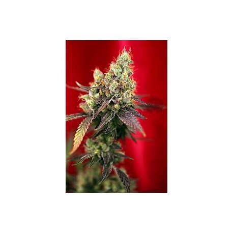 DANCEHALL * REGGAE SEEDS 7 SEMI REG