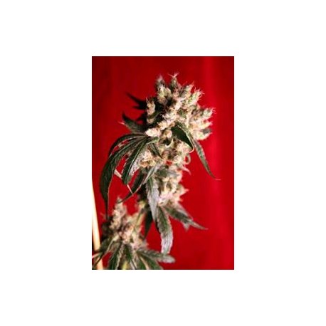 ROOTS * REGGAE SEEDS 15 SEMI REG