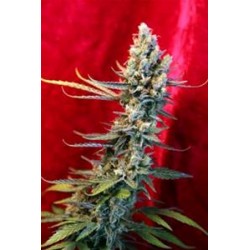 REVOLUTION * REGGAE SEEDS 7 SEMI REG