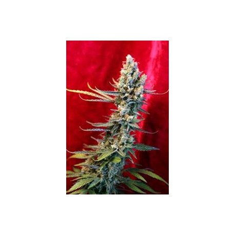 REVOLUTION * REGGAE SEEDS 7 SEMI REG