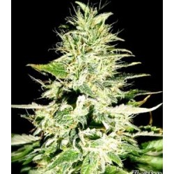 SWISS SKUNK * HELVETIC SEEDS 5 SEMI FEM