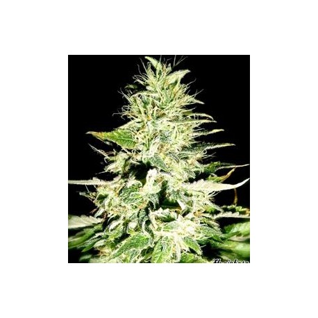 SWISS SKUNK * HELVETIC SEEDS 5 SEMI FEM