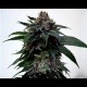 SUPER KUSH * THE DOCTOR SEEDS 3 SEMI FEM 