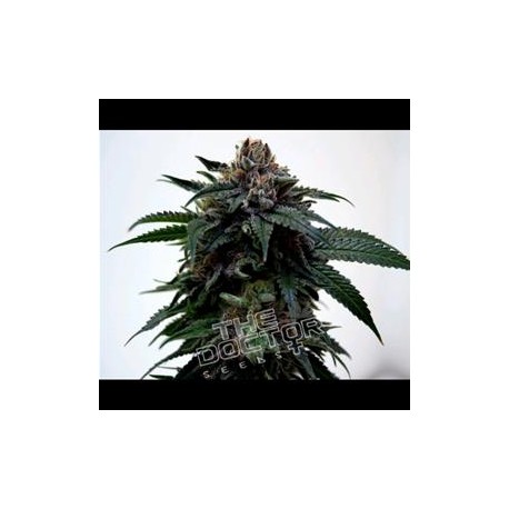 SUPER KUSH * THE DOCTOR SEEDS 3 SEMI FEM 