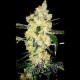CHEESE SPECIAL * THE DOCTOR SEEDS 3 SEMI FEM 