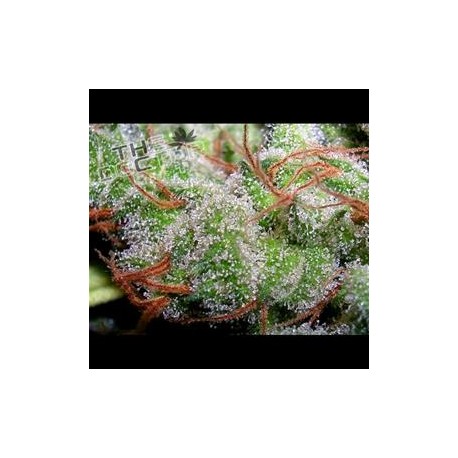 CRISTALICA * THE DOCTOR SEEDS 3 SEMI FEM 