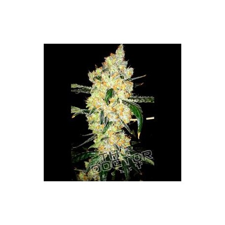 CHEESE SPECIAL * THE DOCTOR SEEDS 5 SEMI FEM 