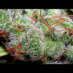 CRISTALICA * THE DOCTOR SEEDS 25 SEMI FEM 