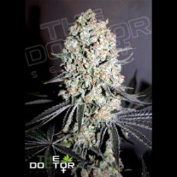 CRITICAL SPECIAL * THE DOCTOR SEEDS 1 SEME FEM 