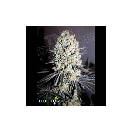 CRITICAL SPECIAL * THE DOCTOR SEEDS 1 SEME FEM 