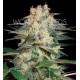 AFGHAN KUSH RYDER AUTO * WORLD OF SEEDS 3 SEMI FEM