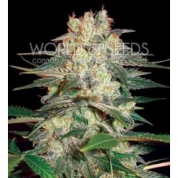 AFGHAN KUSH RYDER AUTO * WORLD OF SEEDS 3 SEMI FEM