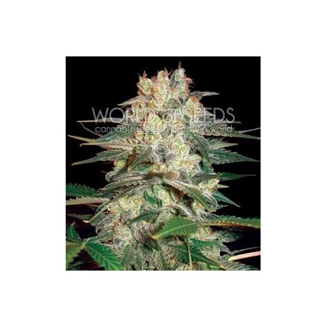 AFGHAN KUSH RYDER AUTO * WORLD OF SEEDS 3 SEMI FEM