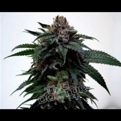 SUPER KUSH * THE DOCTOR SEEDS 5 SEMI FEM 