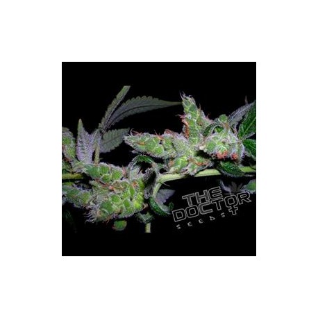 YUMBOLDT ORIGINAL * THE DOCTOR SEEDS 1 SEME FEM 