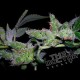 YUMBOLDT ORIGINAL * THE DOCTOR SEEDS 5 SEMI FEM 