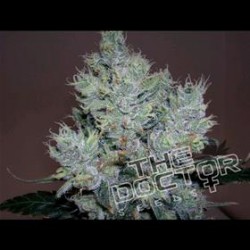 YUMBOLDT SPECIAL * THE DOCTOR SEEDS 3 SEMI FEM 